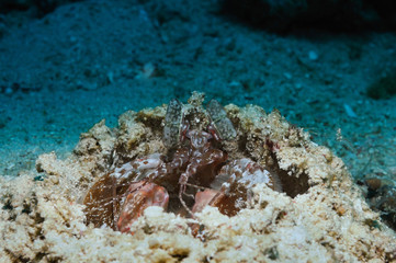 Couple of shrimps