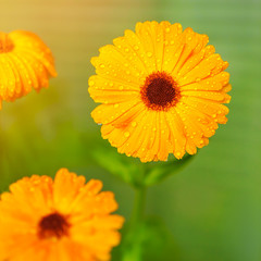 Three bright yellow blossoming flowers on a green background close-up. Flowers on a sunny day. Bright abstract background ideal for any design
