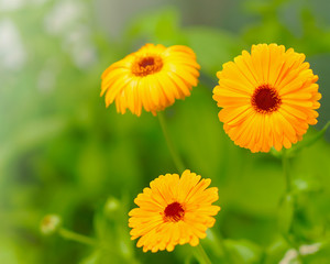 Three bright yellow blossoming flowers on a green background close-up. Flowers on a sunny day. Bright abstract background ideal for any design
