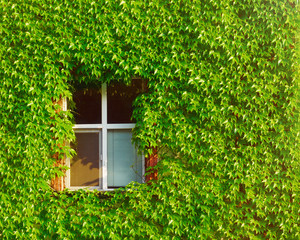 Wall family hotel, entwined with ivy. Window of the house in the rays of the setting sun. Bright abstract background ideal for any design