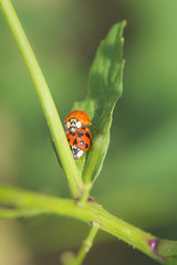 Couple de coccinelles