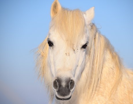 110 Ein Pferd mit hellem Fell steht im Winter auf der Weide im Schnee und bei Kälte und freut sich über die wärmende Sonne.