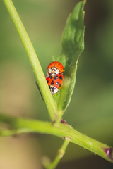 Couple de coccinelles