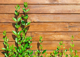Bright branches bush on the background wall of horizontal wooden planks. Basic background for design