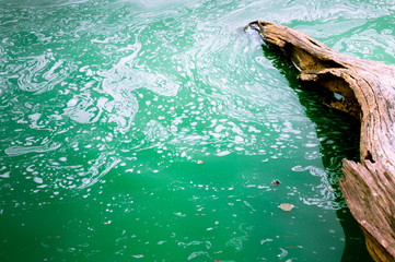Green frothy polluted water with a dead tree floating in it. Shows the sad state of nature in India