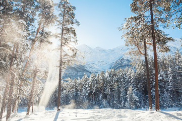 Forest and mountains after snowfall at sunny day. Winter landscape