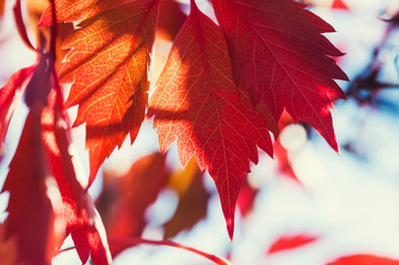 Red autumn leaves. Macro image, selective focus
