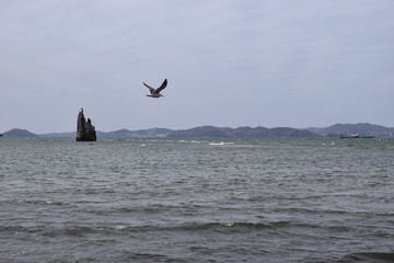 Fototapeta premium Gull over the bay in the Japanese sea