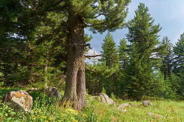 Old spruce covered with moss in the forest
