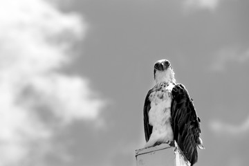 Sea Eagle Perching With Wide Open Sky Behind Black and White