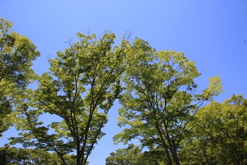 新緑の公園 