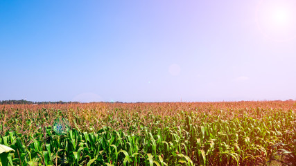 Corn field and the blue sky with colorful sunlight.