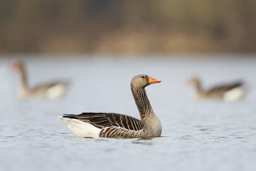 Greylag Goose (Anser anser) swimming in water, the Netherlands
