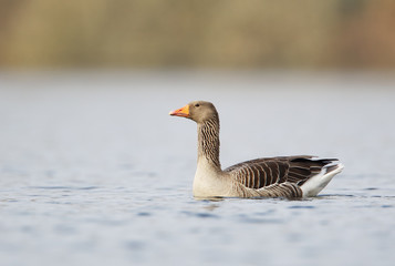 Greylag Goose (Anser anser) swimming in water, the Netherlands