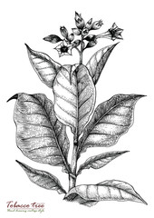 Tobacco tree hand drawing vintage style