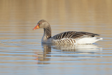 Greylag Goose (Anser anser) swimming in water, the Netherlands