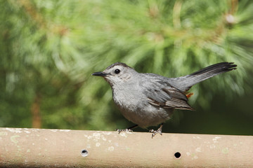 Gray catbird (Dumetella carolinensis) on fence, Edwin B. Forsythe National Wildlife Refuge, New Jersey, USA