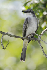 Gray King bird (Tyrannus dominicensis) sitting on branch, Laguna Cartegena, Puerto Rico