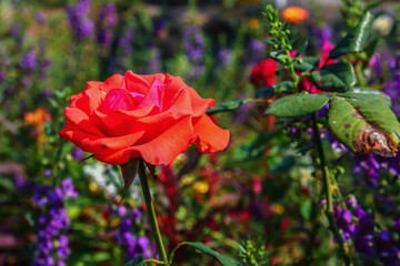 Obraz premium Rose bloom bouquet in the garden outdoor