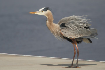 Great blue heron (Ardea herodias), shaking feathers, Kissimmee, Florida, USA