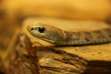 Deadly Australian Snake Slithering On Rock 1