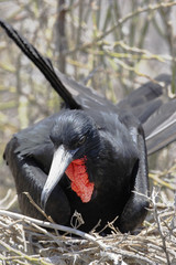 Great frigatebird (Fregata minor) on nest, North Seymour, Galapagos Islands 