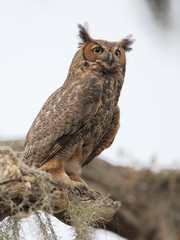 Great horned owl (Bubo virginianus) in tree, Kissimmee, Florida, USA
