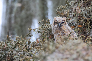 Great horned owl (Bubo virginianus), young chick in tree, Kissimmee, Florida, USA