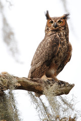 Great horned owl (Bubo virginianus) in tree, Kissimmee, Florida, USA