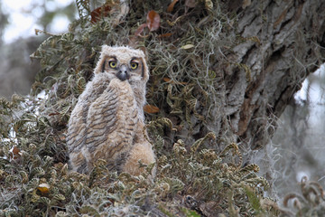 Great horned owl (Bubo virginianus), young chick in tree, Kissimmee, Florida, USA