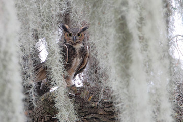 Great horned owl (Bubo virginianus) in tree, Kissimmee, Florida, USA