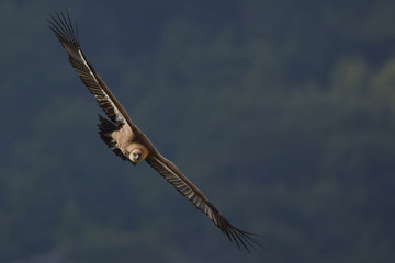 Fototapeta na wymiar Griffon Vulture (Gyps fulvus), Crete