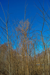 mountain panorama, walk in the forest with trees