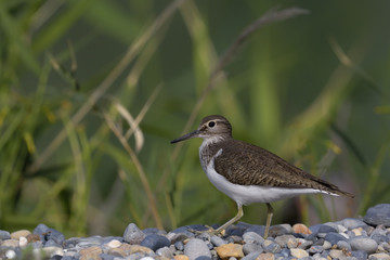 Common Sandpiper (Actitis hypoleucos), Crete