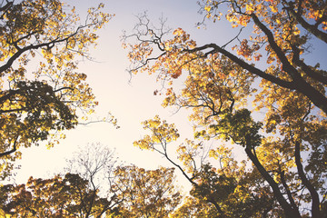 autumnal sky by evening