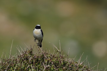 Black-eared Wheatear (Oenanthe hispanica), Crete