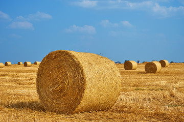 Fototapeta premium Beautiful landscape. Agricultural field. Round bundles of dry grass in the field against the blue sky. Bales of hay to feed cattle in winter