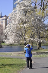 Obraz premium Public Garden, Boston, MA