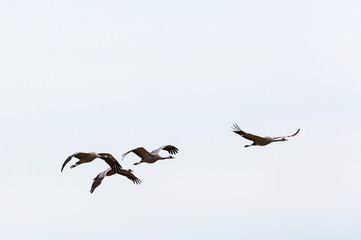 Flock of cranes flying