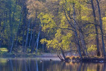 Geese swimming in the lake