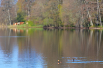 Great crested grebe in a lake