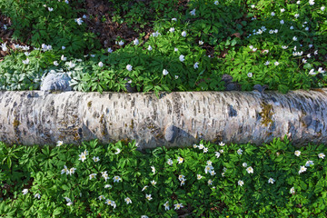 Fototapeta premium Wood anemone flowers at spring