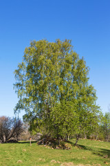Birch tree in spring