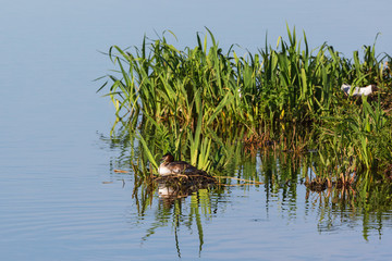 Great crested grebe nesting