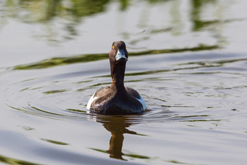 Tufted duck