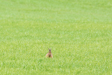 Hare sitting in grass