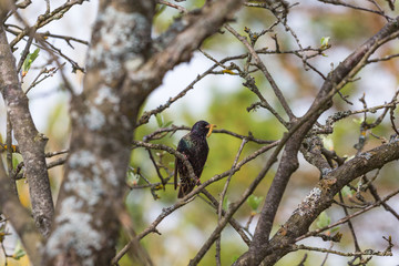 Obraz premium Starling with a caterpillar in beak