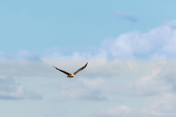 White Tailed eagle with spread wings on the sky