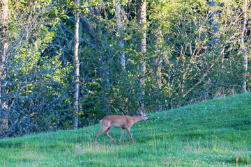Roe Deer buck going in the meadow by the woods