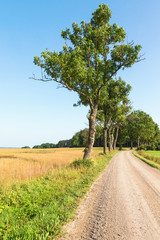 Obraz premium Gravel country road with trees